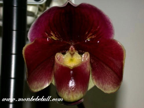 Paph Amanda Joyance.jpg